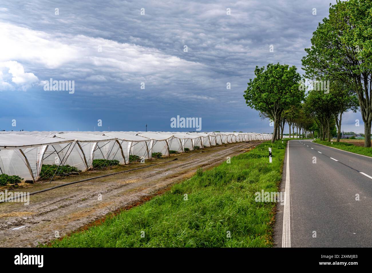 Agriculture, grandes surfaces avec tunnel de feuille, pour la culture des fraises, au sud de Lövenich, appartient à Erkelenz, dans le district de Heinsberg, Banque D'Images