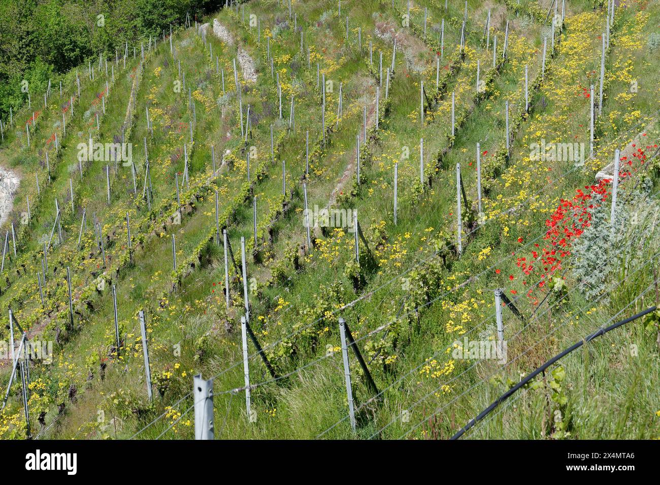 Vignoble bio en terrasses avec des fleurs jaunes sauvages dans la vallée d'Aoste, Italie. 3 mai 2024 Banque D'Images