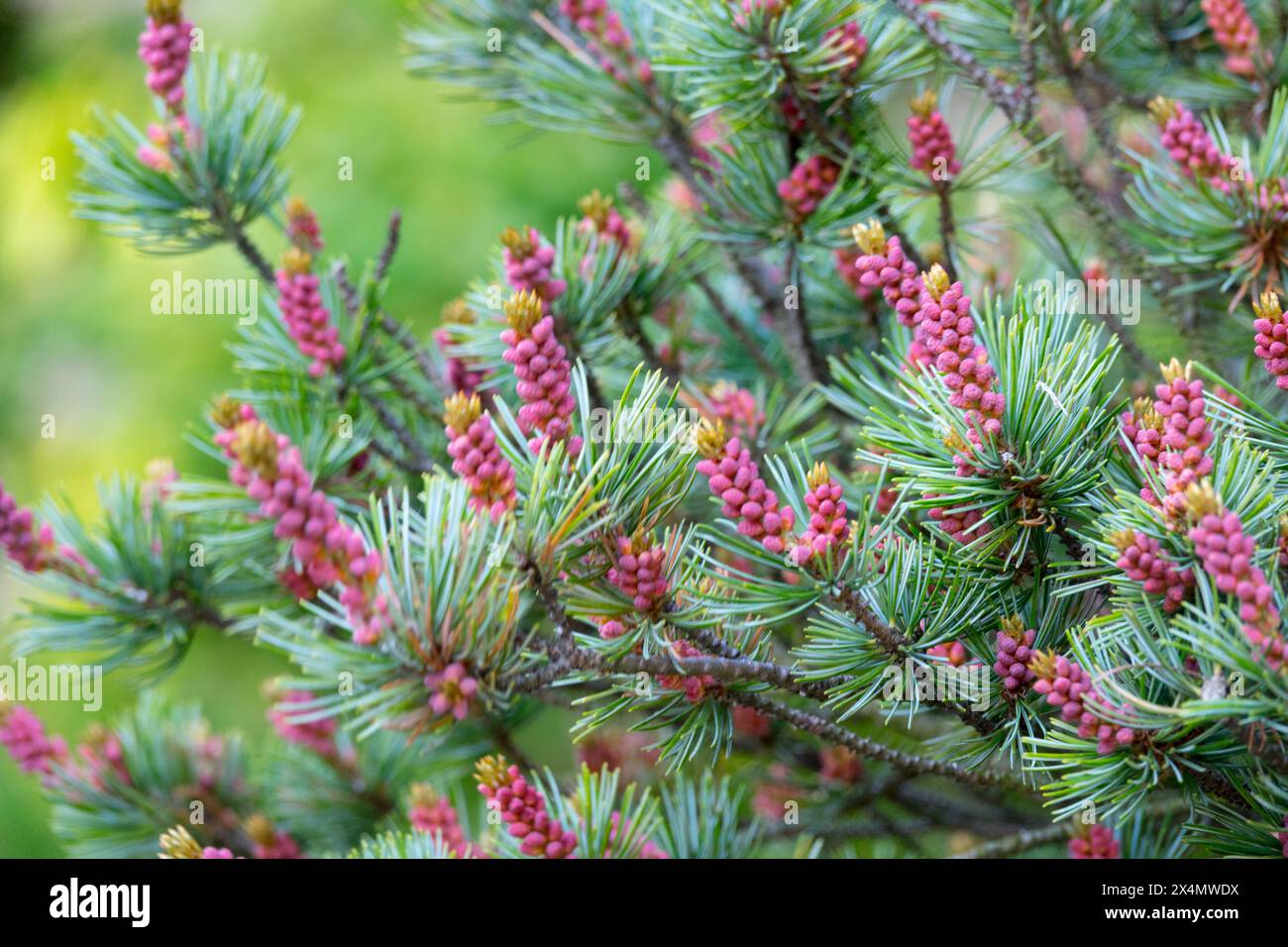 Cônes mâles Pinus parviflora 'glauca' PIN blanc japonais denses branches, aiguilles de Conifer cônes mâles PIN Banque D'Images