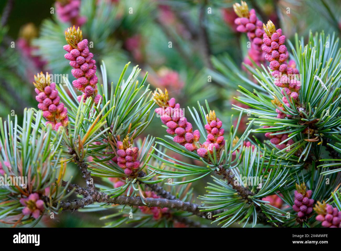 Violet japonais PIN blanc, cônes mâles aiguilles Pinus parviflora 'glauca' Conifer brindilles denses pollen portant des pommes de pin Banque D'Images