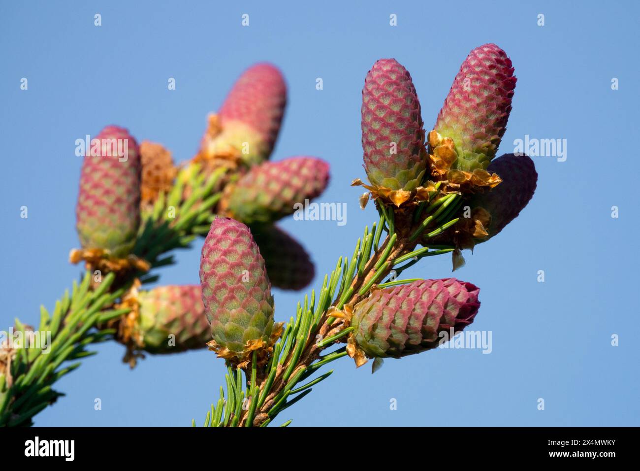 Cônes femelles Picea abies 'Pusch' Banque D'Images