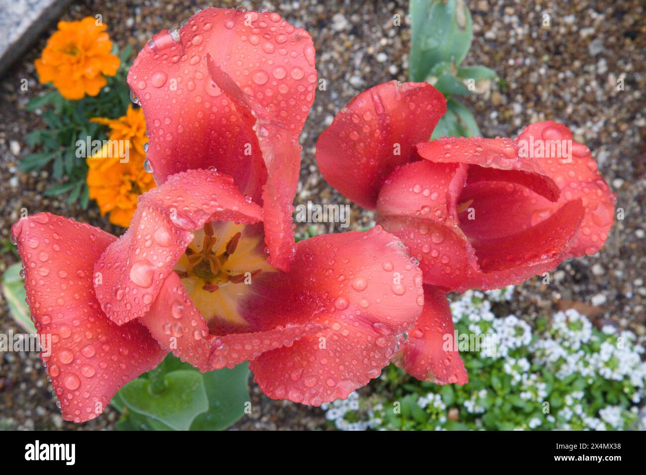 Japon, Shikoku, Matsuyama, rose, gouttes de pluie, Banque D'Images