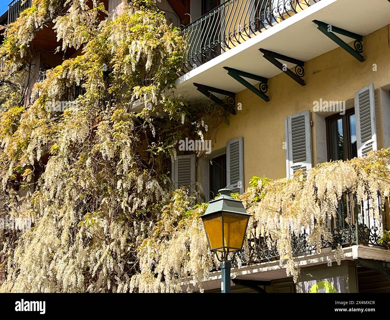 Annecy, haute-Savoie, France : Détails d'une gigantesque wisteria blanche grimpant sur un bâtiment de la vieille ville Banque D'Images