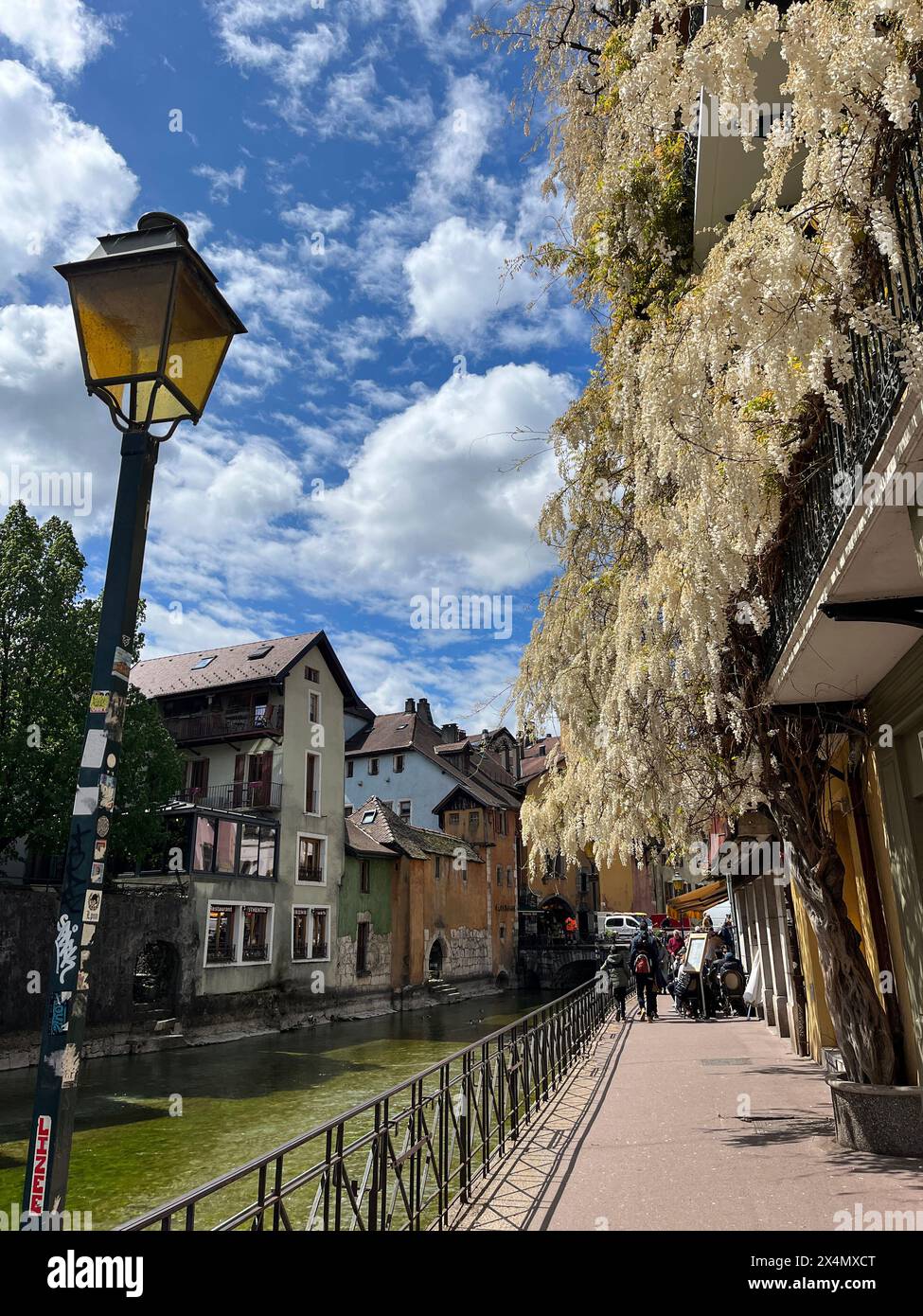 Annecy, haute-Savoie, France : Détails d'une gigantesque wisteria blanche grimpant sur un bâtiment de la vieille ville Banque D'Images
