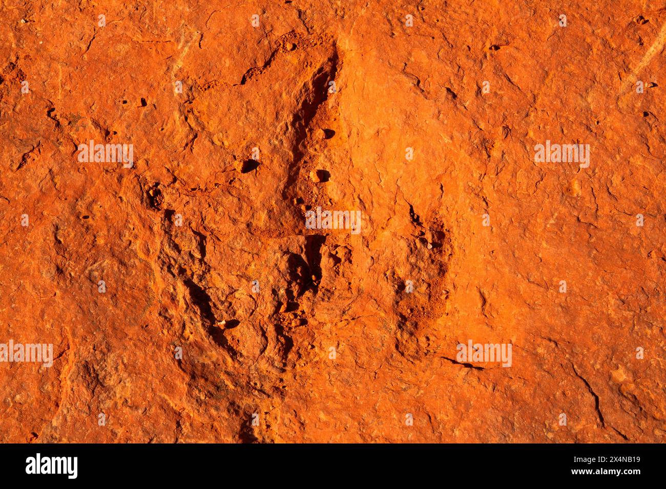 Eubrontes Dinosaur Track sur Silver Reef Trail, Red Cliffs National conservation Area, Utah Banque D'Images