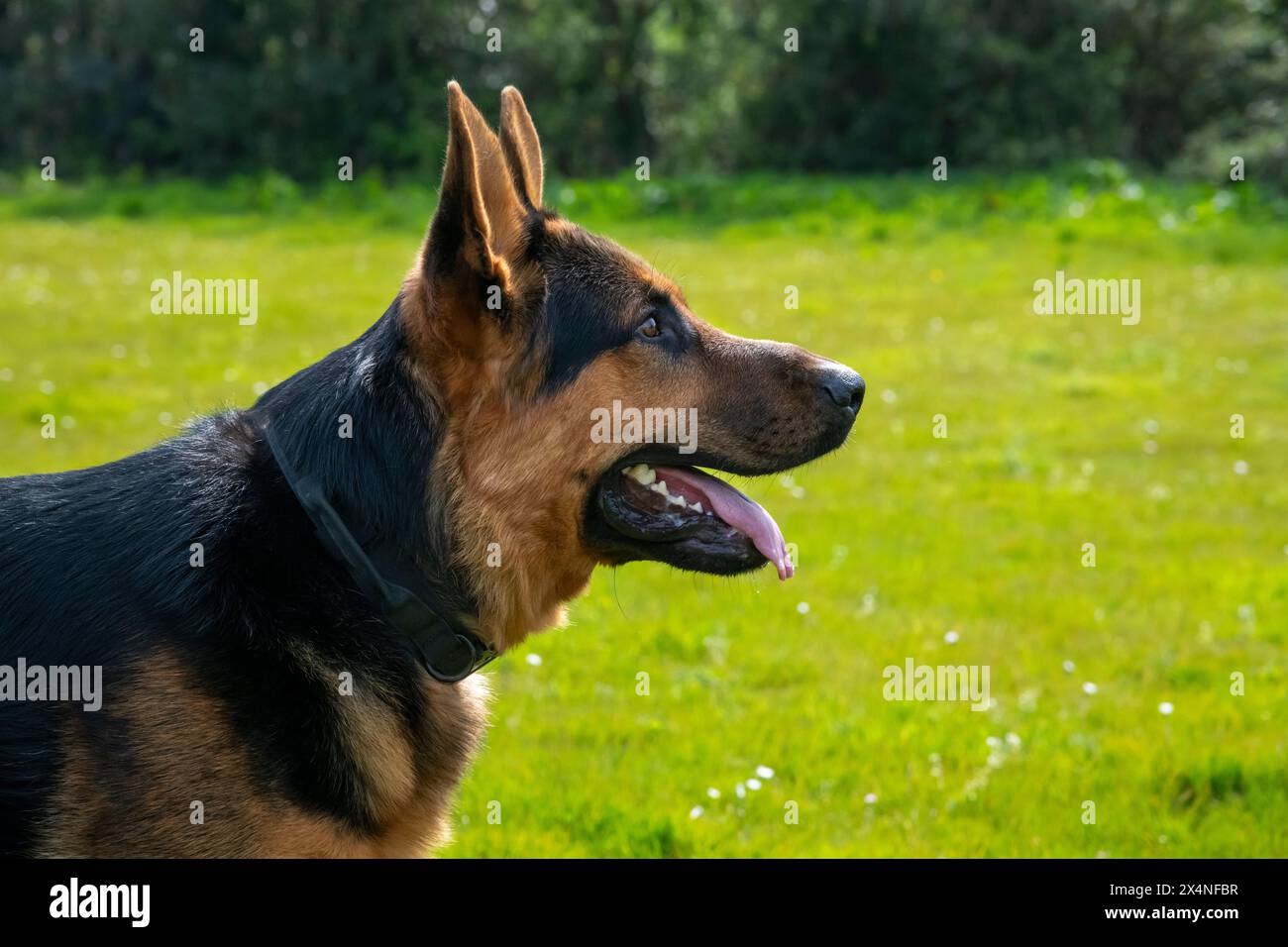 Portrait de côté d'un beau grand chien Berger allemand à l'extérieur au soleil. Banque D'Images