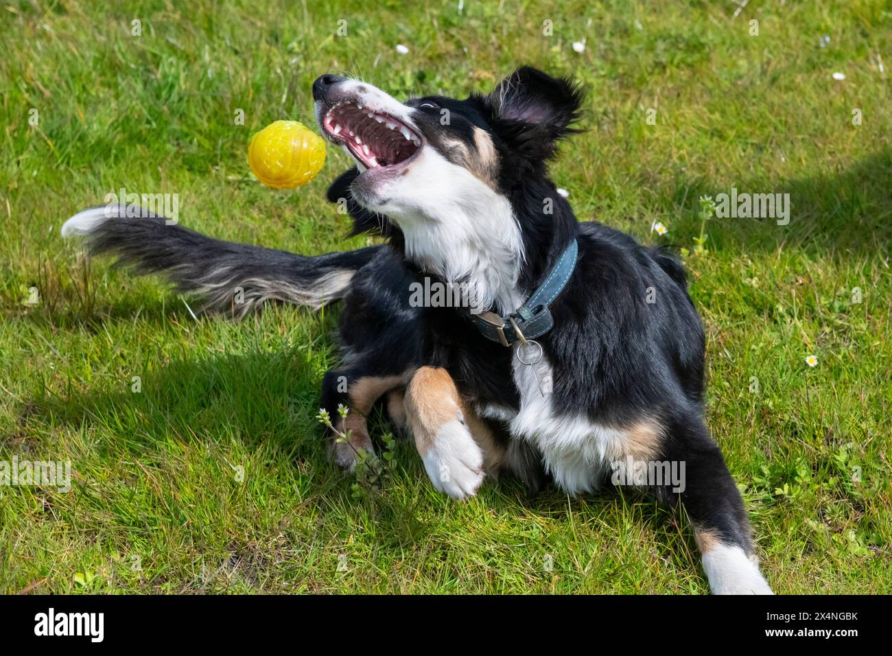 Jeune Border Collie essayant d'attraper une balle d'une position couchée sur l'herbe dehors. Banque D'Images