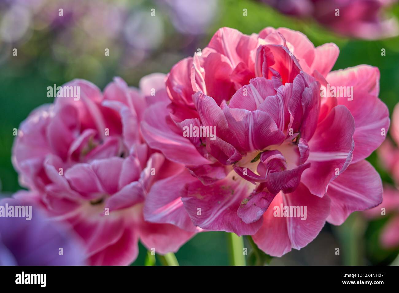 Tulipe pleine fleur fiore pieno gros plan Banque D'Images