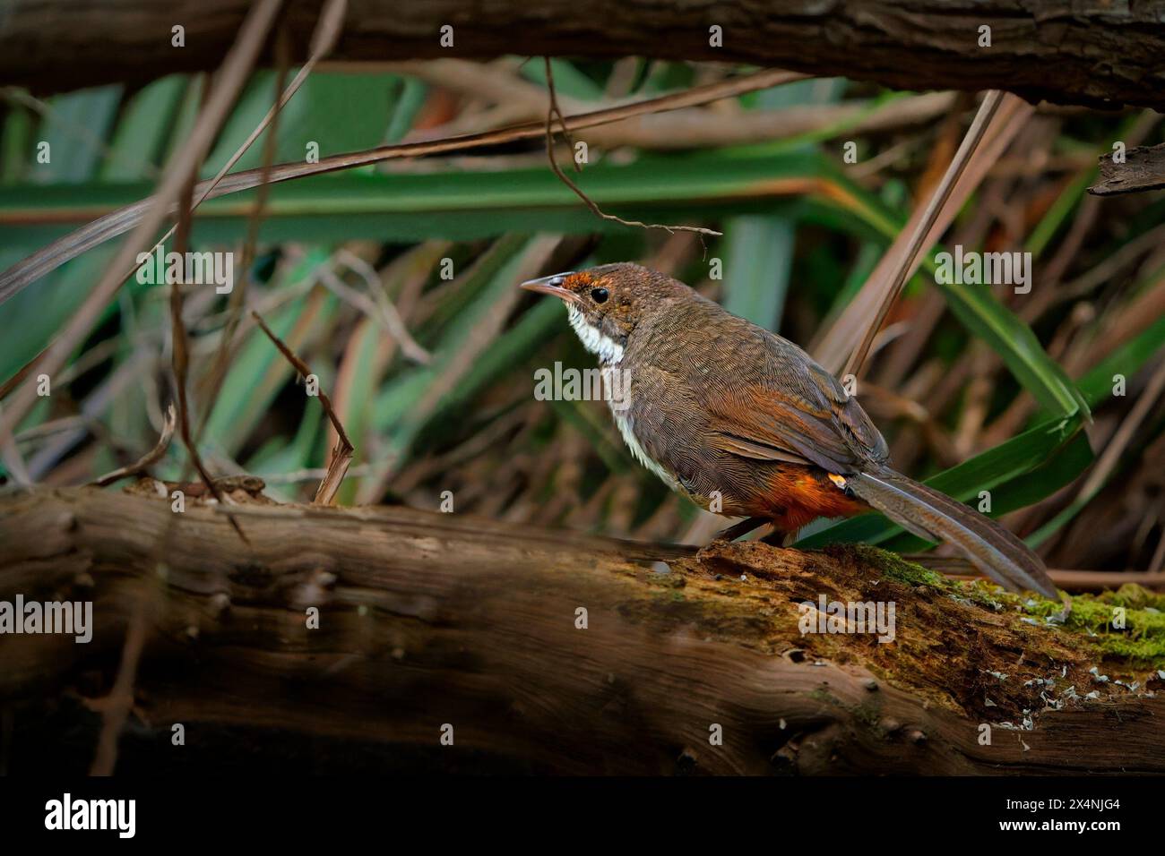 Broussailles bruyantes Atrichornis clamosus oiseau chez Atrichornithidae endémique des landes côtières du sud-ouest de l'Australie, à l'est d'Albany, l'oiseau brun s'est caché Banque D'Images