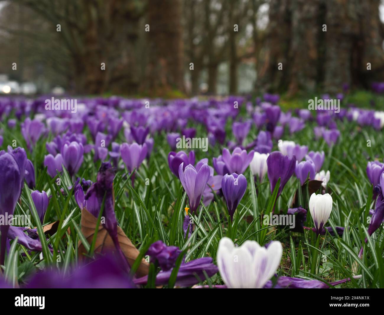 Crocus violets et blancs dans un parc à Szczecin (Jasne Blonia Park) Banque D'Images