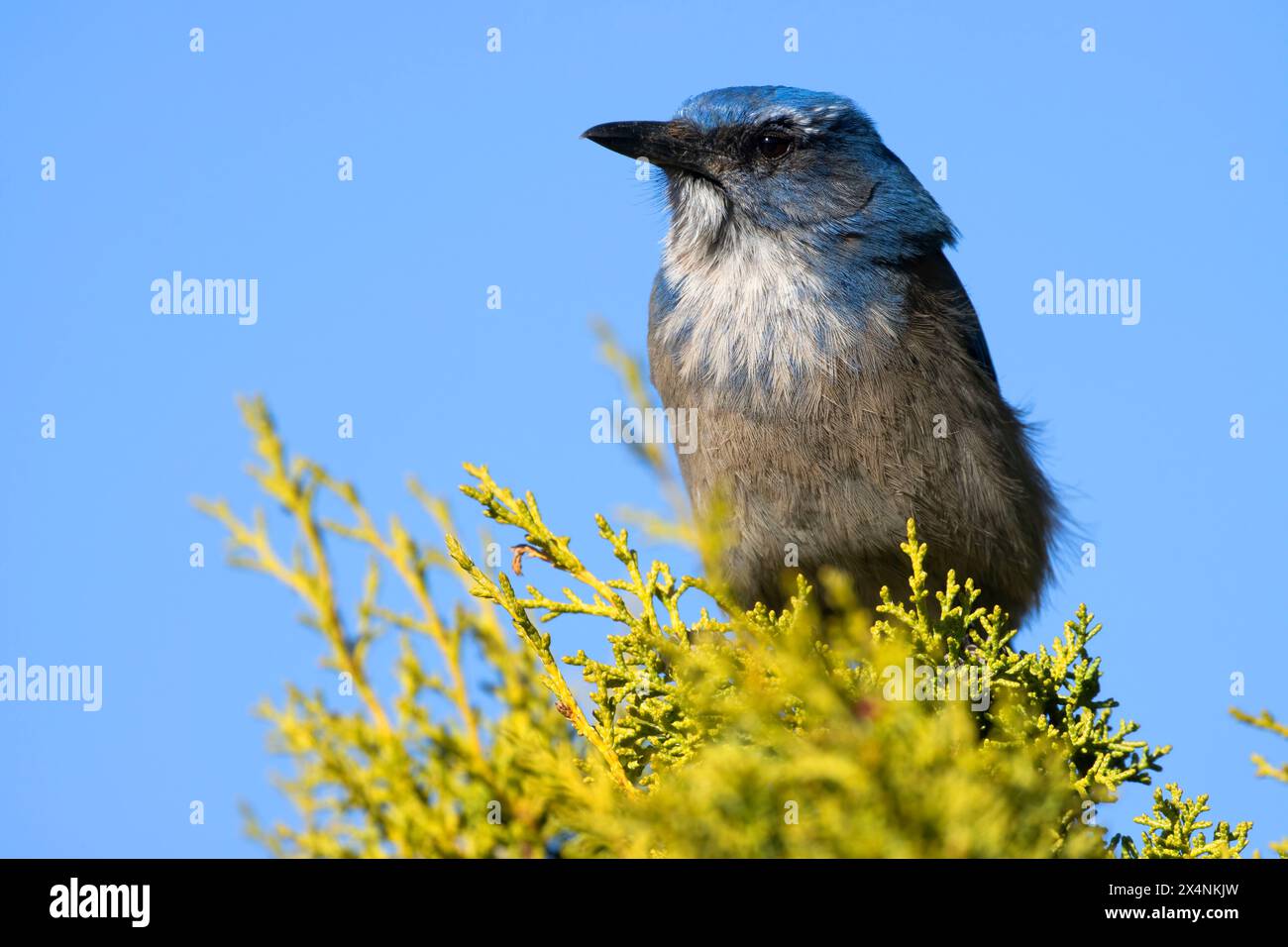 Woodhouse's Scrub-Jay (Aphelocoma woodhouseii), parc national de Zion, Utah Banque D'Images