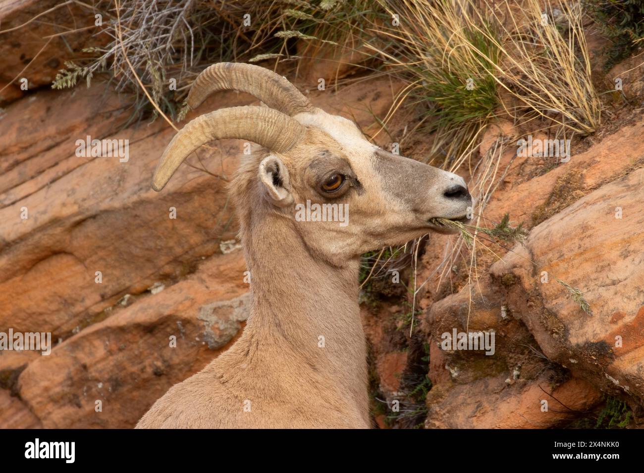 Mouton du désert (Ovis canadensis nelsoni), parc national de Zion, Utah Banque D'Images