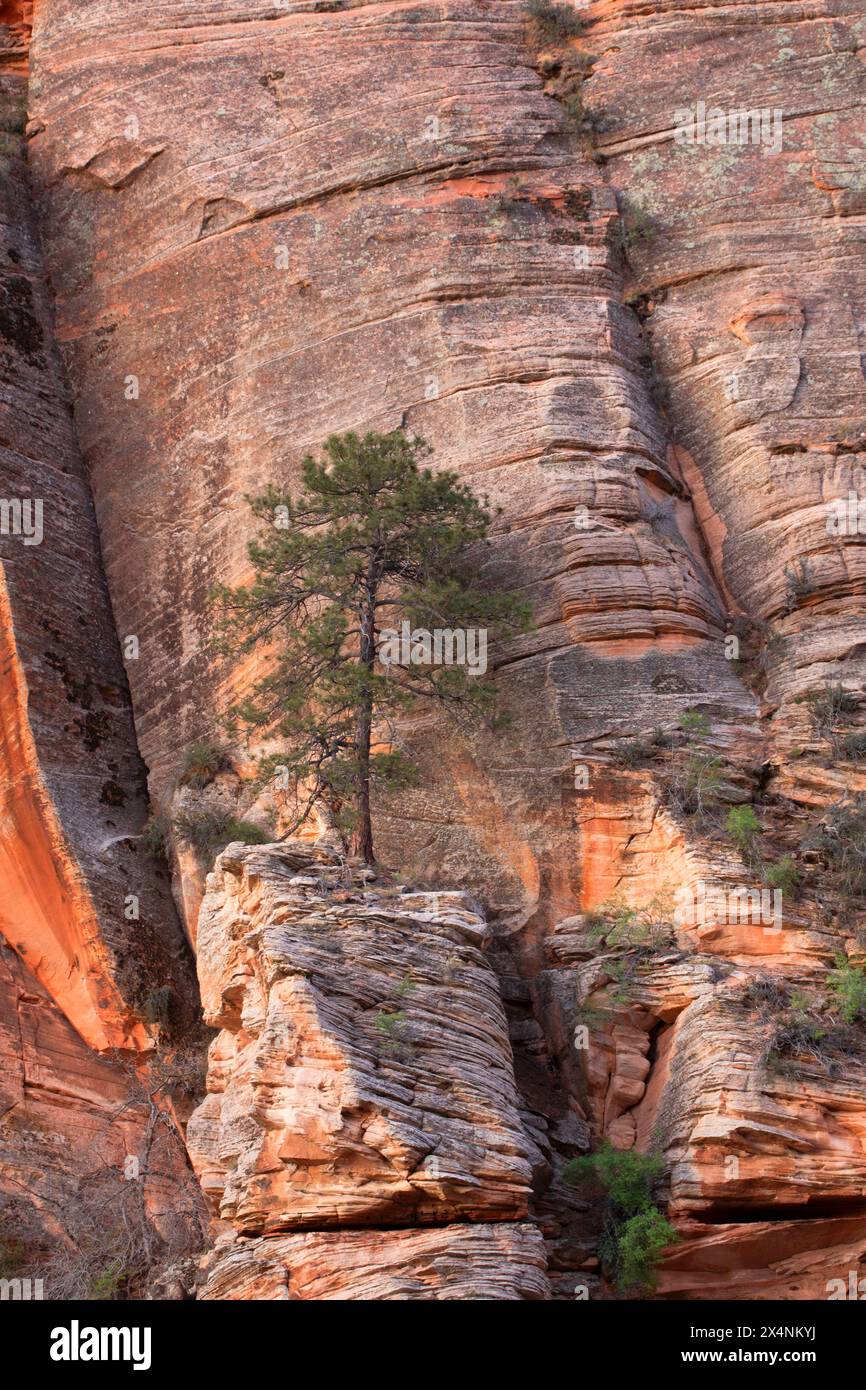Pin sur l'affleurement de Canyon Overlook Trail, parc national de Zion, Utah Banque D'Images