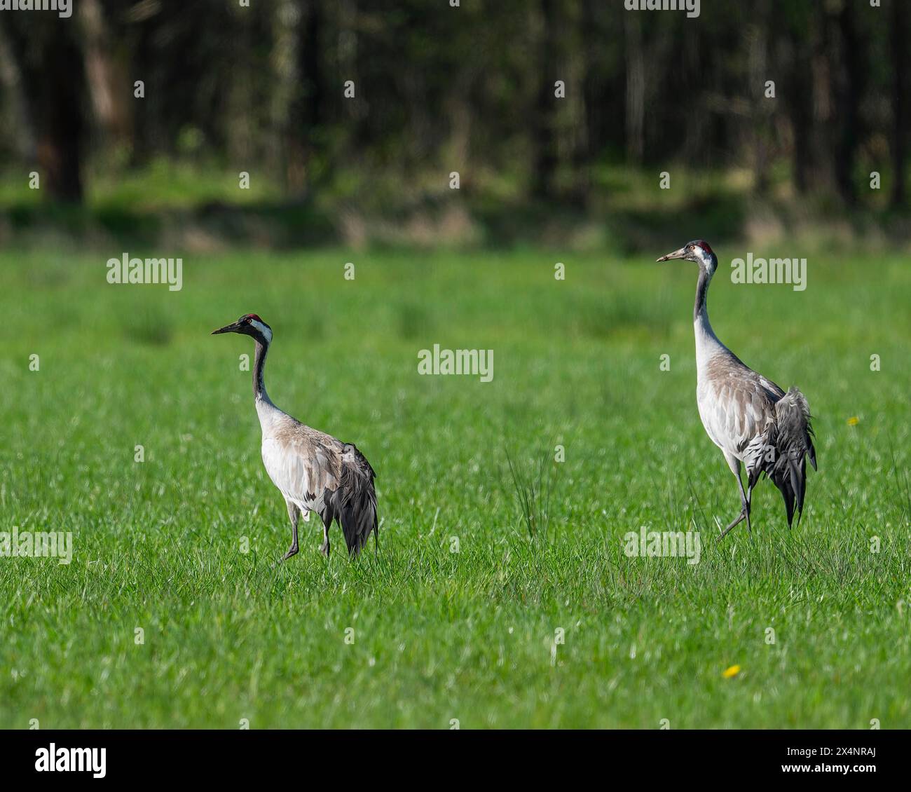 Grue (Grus grus), deux oiseaux adultes debout dans un pré, basse-Saxe, Allemagne Banque D'Images