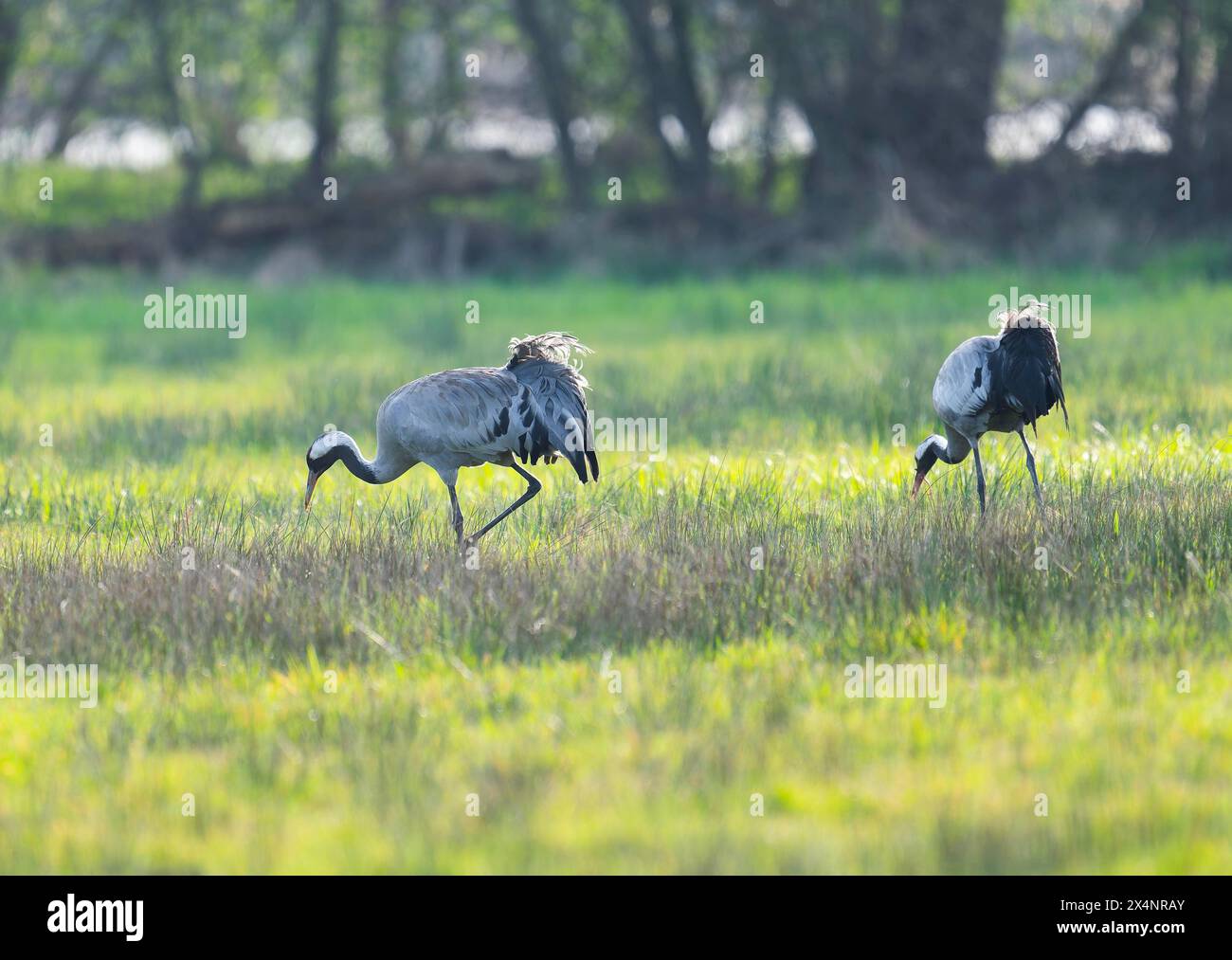Grue (Grus grus), deux oiseaux adultes se nourrissant dans un pré, basse-Saxe, Allemagne Banque D'Images