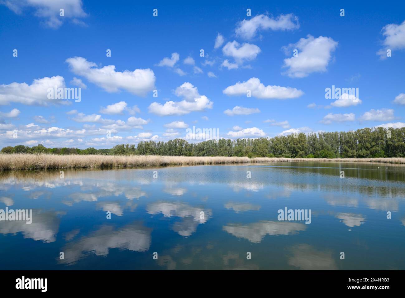 Paysage d'étang, roseau, roseau commun (Phragmites australis) eau, ciel bleu, nuages blancs, Thuringe, Allemagne Banque D'Images