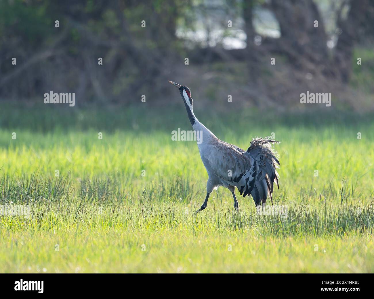 Grue (Grus grus), oiseau adulte marchant à travers une prairie, basse-Saxe, Allemagne Banque D'Images