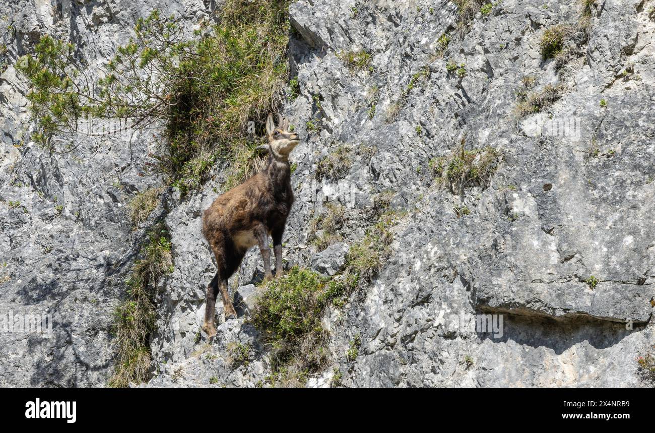 Chamois alpins (Rupicapra rupicapra), chamois dans les rochers Banque D'Images