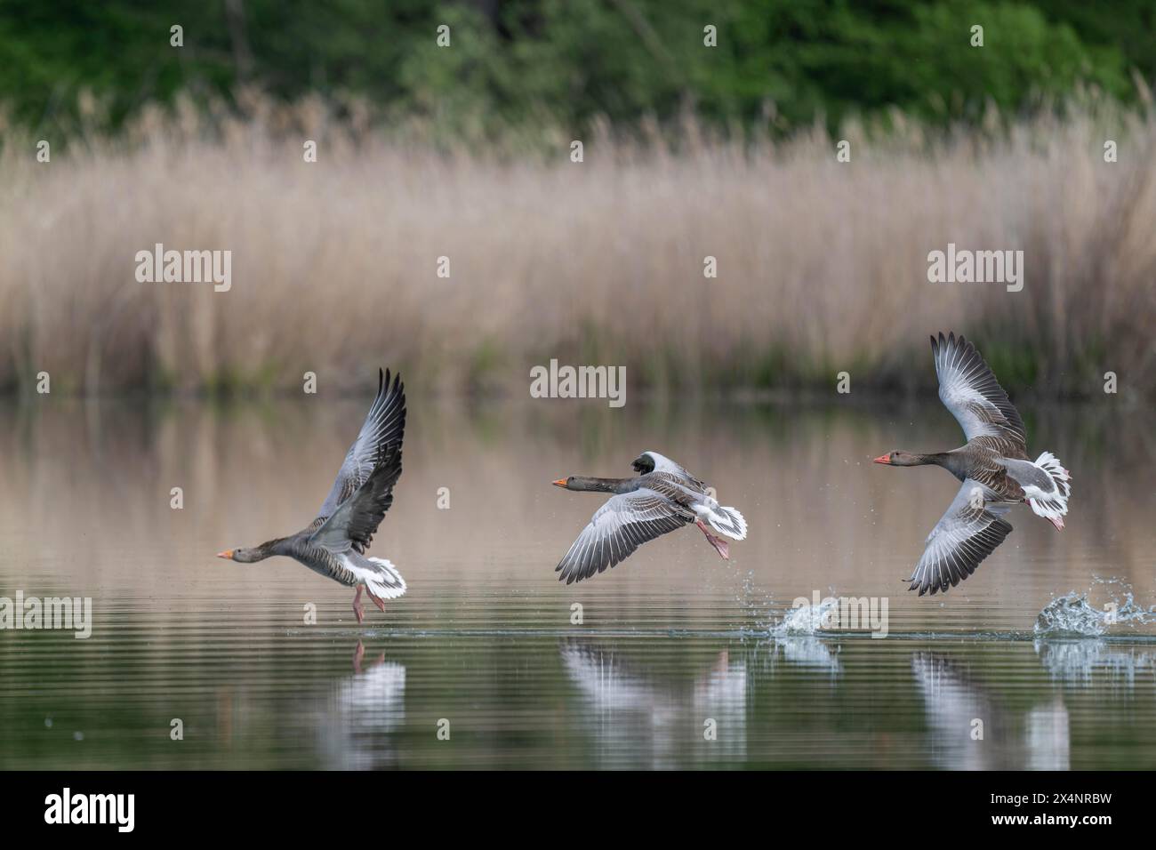 Oies de Greylag (Anser anser) oies de Greylag survolant un étang, Thuringe, Allemagne, Europe Banque D'Images