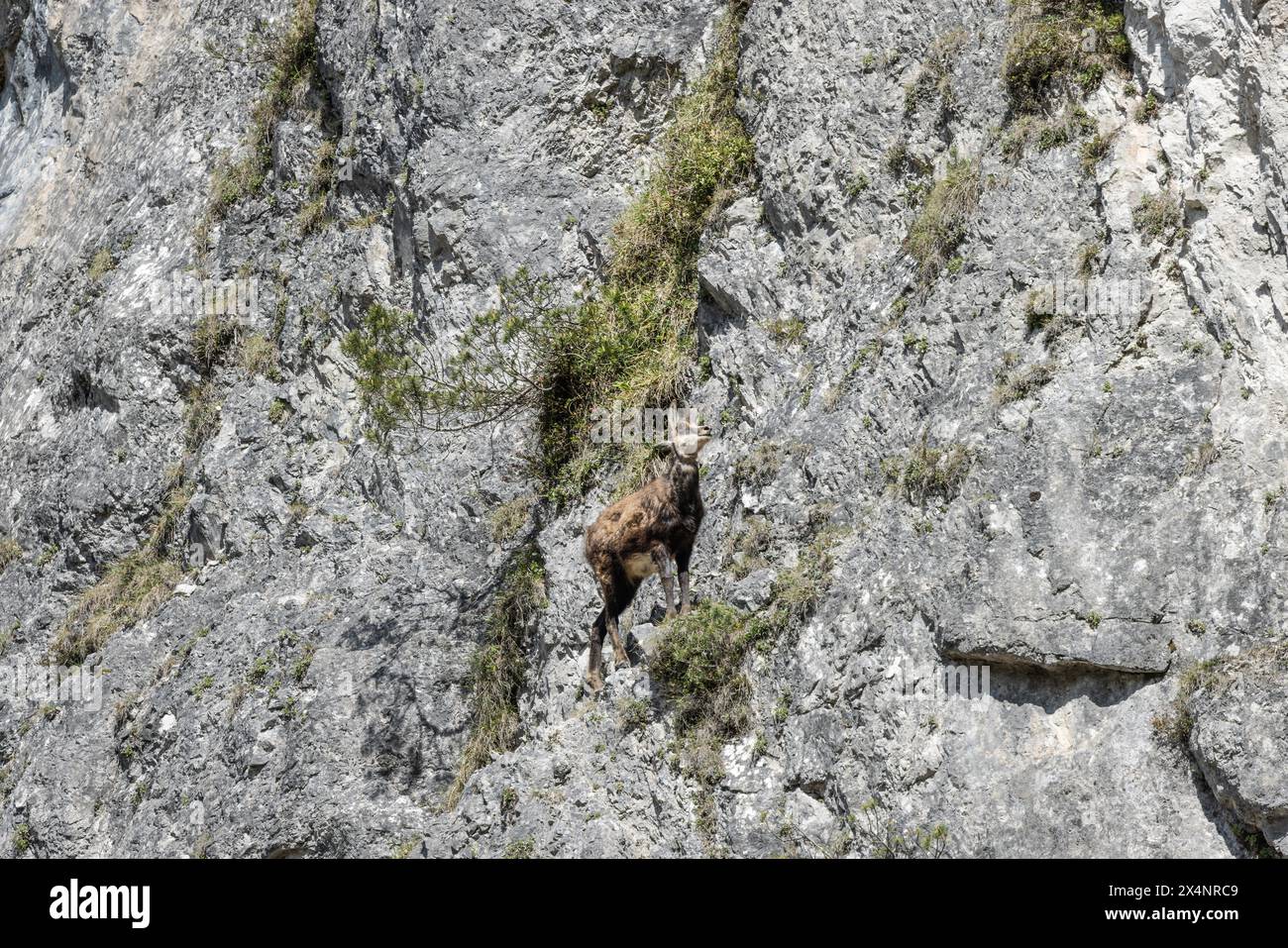 Chamois alpins (Rupicapra rupicapra), chamois dans les rochers Banque D'Images