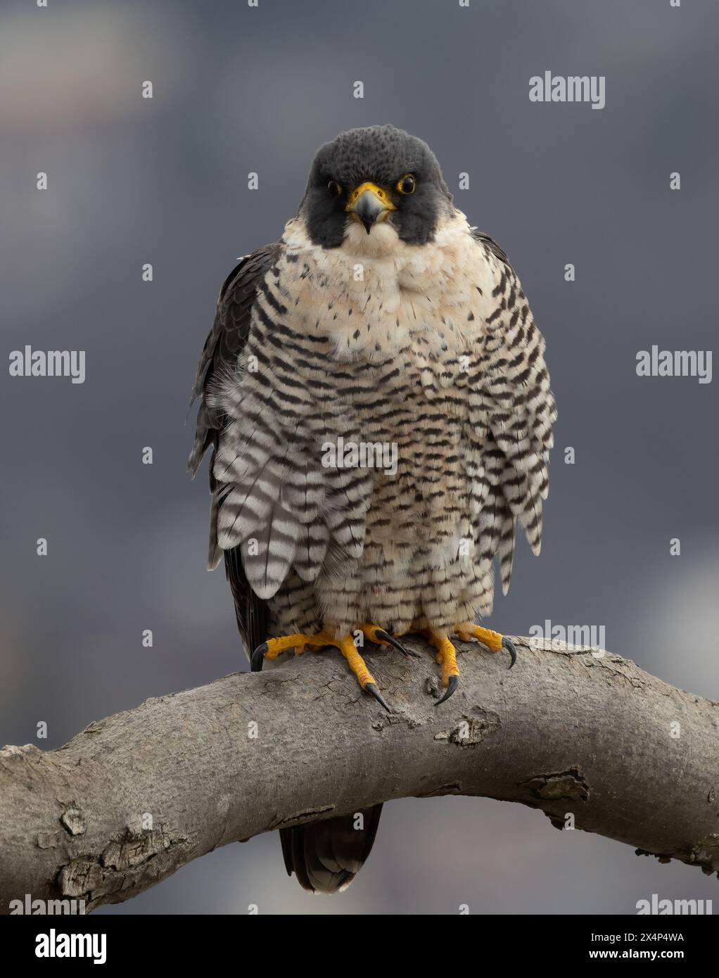 Faucon pèlerin chasse aux oiseaux dans le New Jersey Banque D'Images