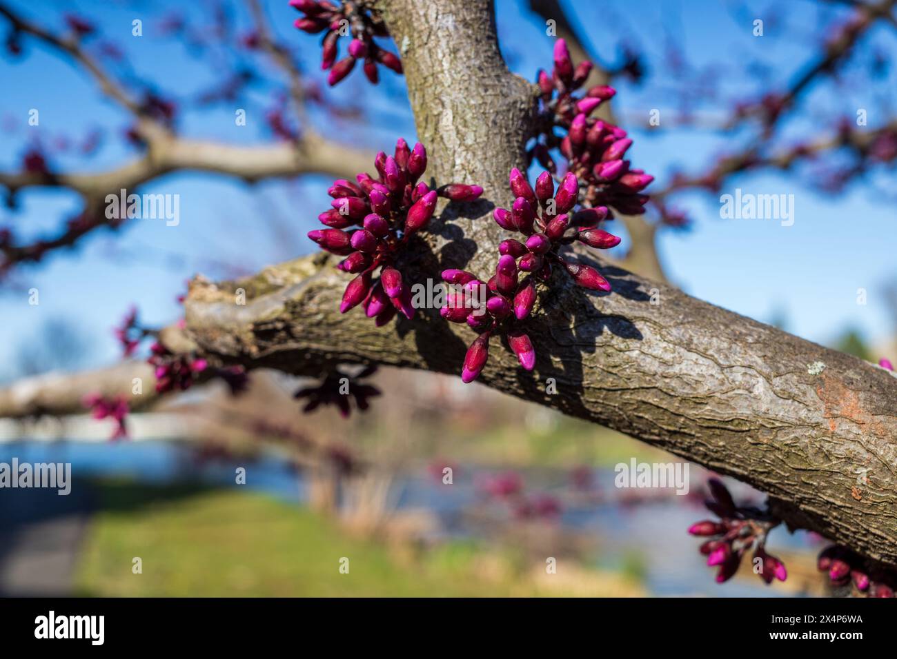 Beauté florissante : un Redbud de l'est vibrant (Cercis canadensis) baigne dans la lumière chaude du soleil, ses fleurs violettes délicates s'agitent. Banque D'Images