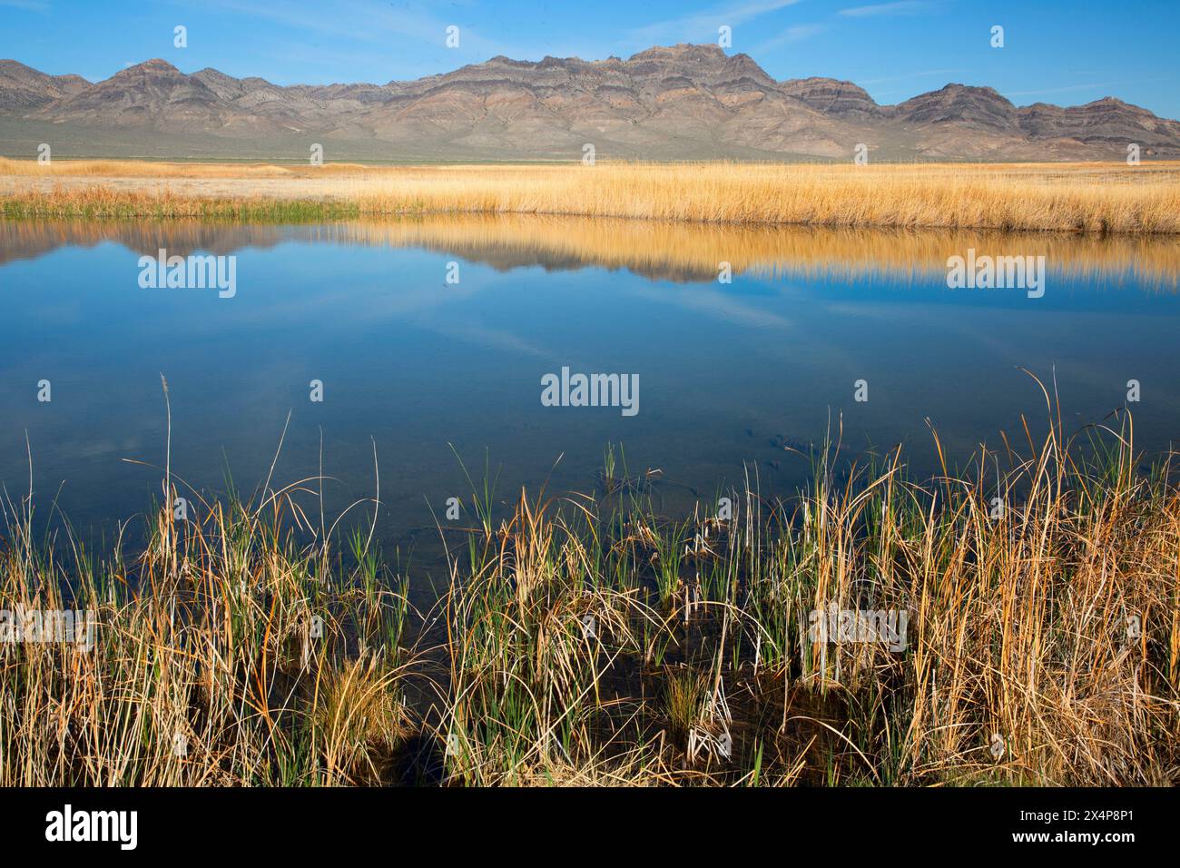 Marsh le long de Auto Tour Road, réserve naturelle nationale de Fish Springs, Utah Banque D'Images