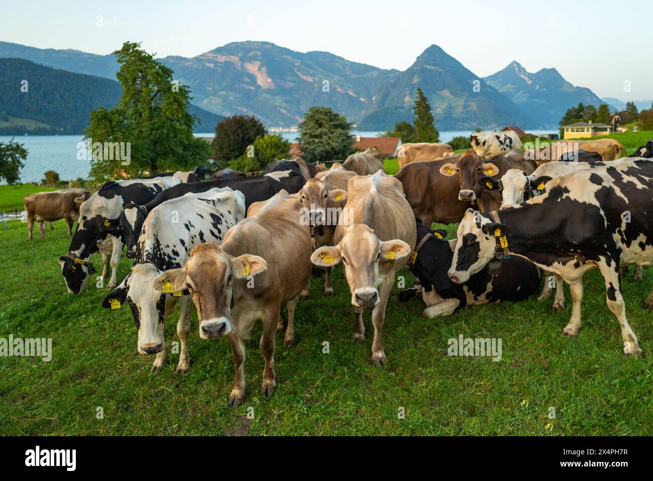 Jersey Cow broute dans les prairies alpines. Vaches au coucher du soleil. Vache sur une prairie d'herbe verte. Vaches regardant sur le champ vert. Ferme de campagne avec vaches à la prairie Banque D'Images