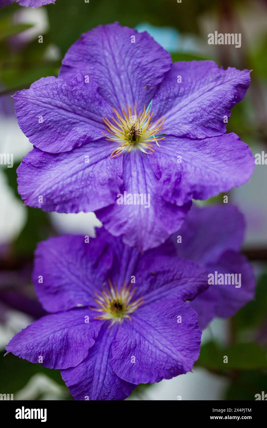 Fleurs de clématite violettes vibrantes en pleine floraison dans le jardin. Beauté florale et concept de jardinage Banque D'Images