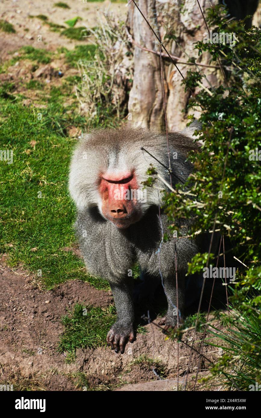 Un babouin à l'allure impressionnante avec des traits saisissants du visage et une fourrure colorée se tient à quatre pattes, planifiant son prochain mouvement. Banque D'Images