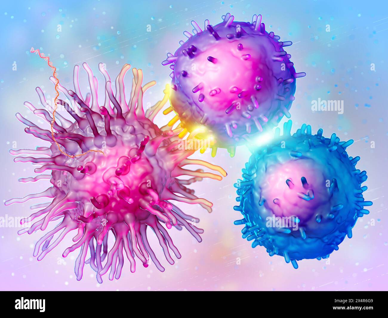 Illustration d'un vaccin ARNm (acide ribonucléique messager) entrant dans une cellule présentatrice d'antigène (cellule dendritique en rose), qui conduit à l'expressi Banque D'Images