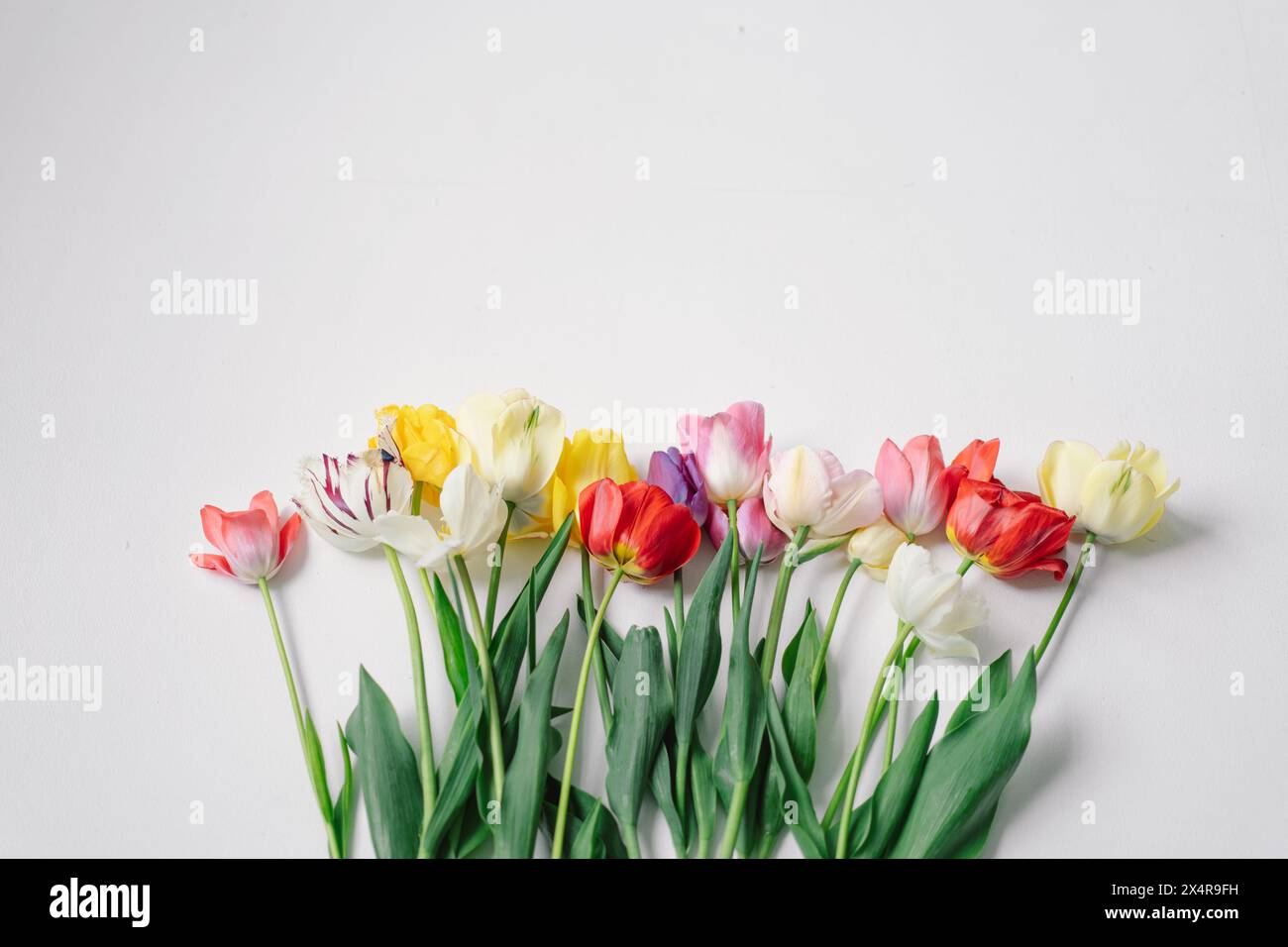 Assortiment coloré de tulipes Banque D'Images