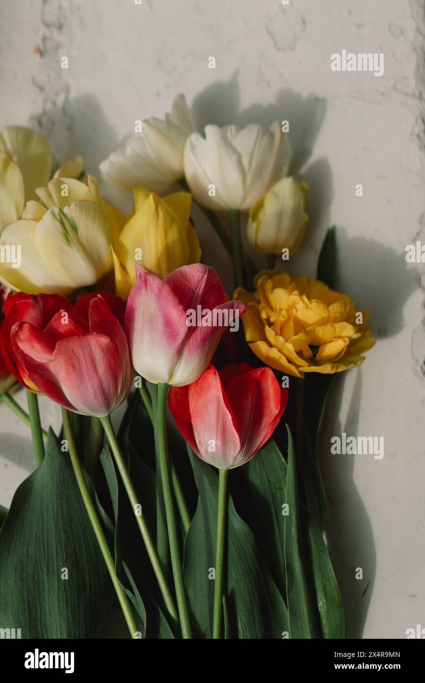 Assortiment coloré de tulipes Banque D'Images