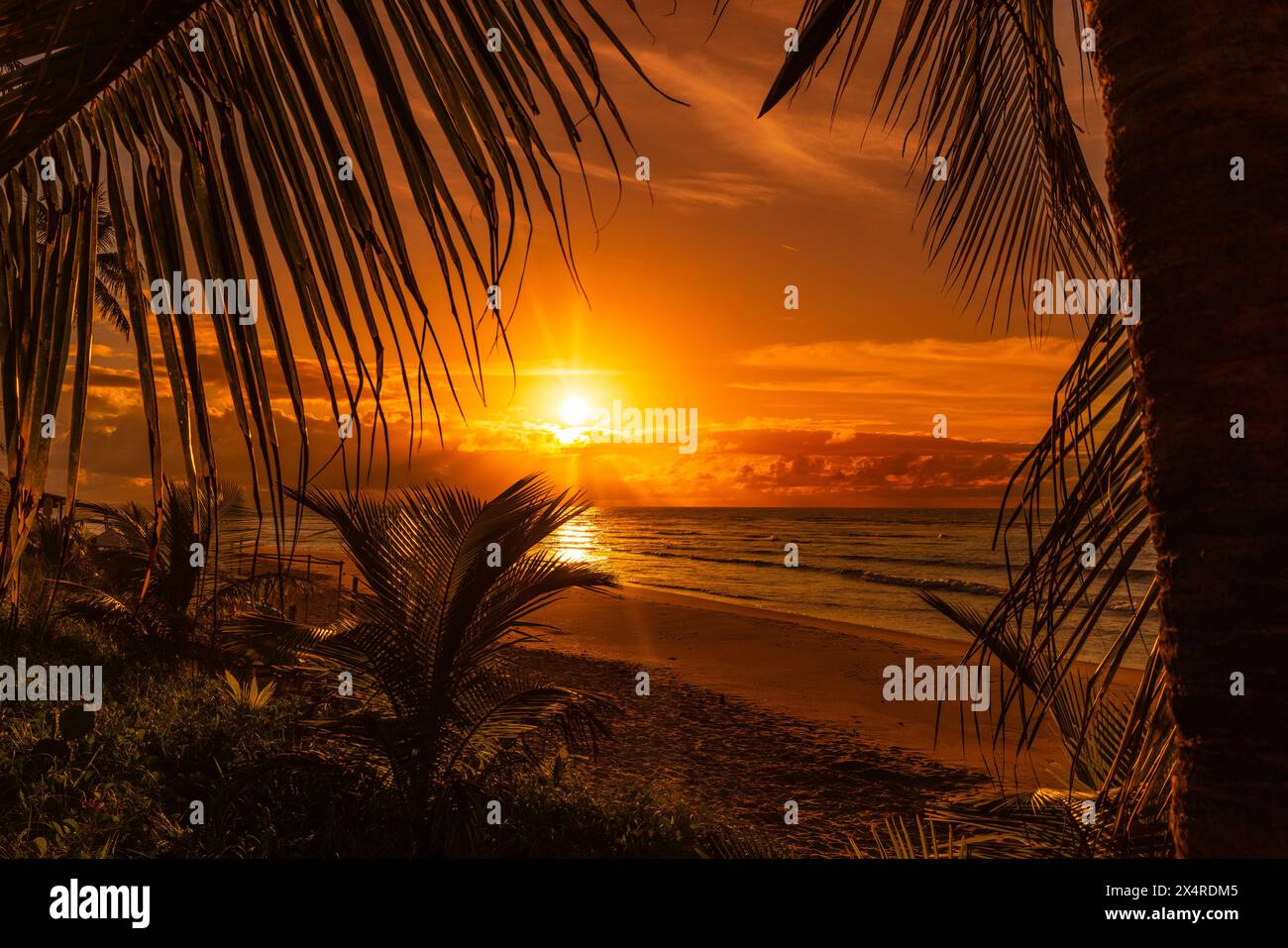Lever de soleil à Itacimirim plage avec palmiers, Praia de Itacimirim, Salvador, Bahia, Brésil Banque D'Images