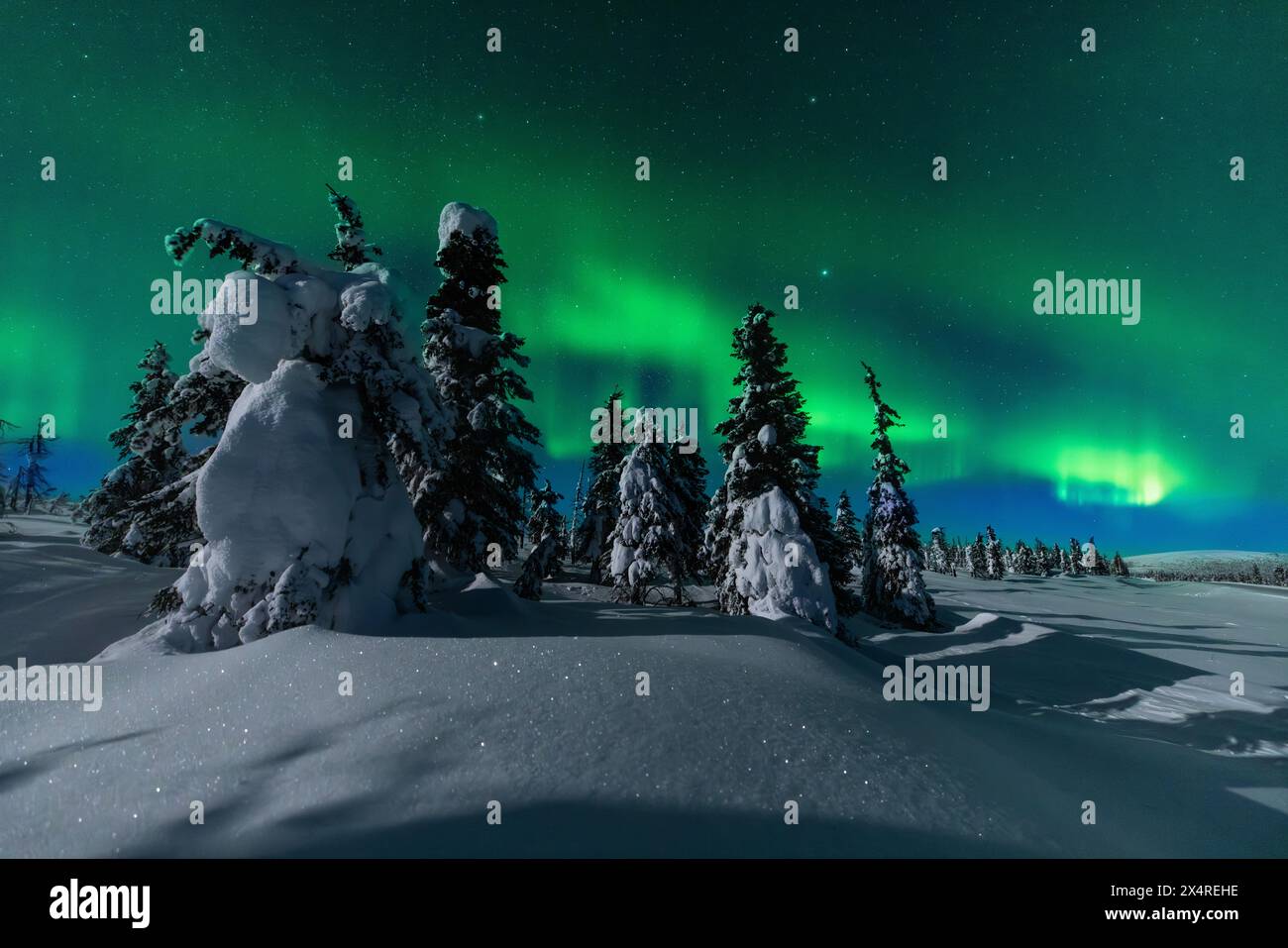 Aurora Borealis au-dessus de la forêt de glace du Yukon, Alaska, États-Unis Banque D'Images