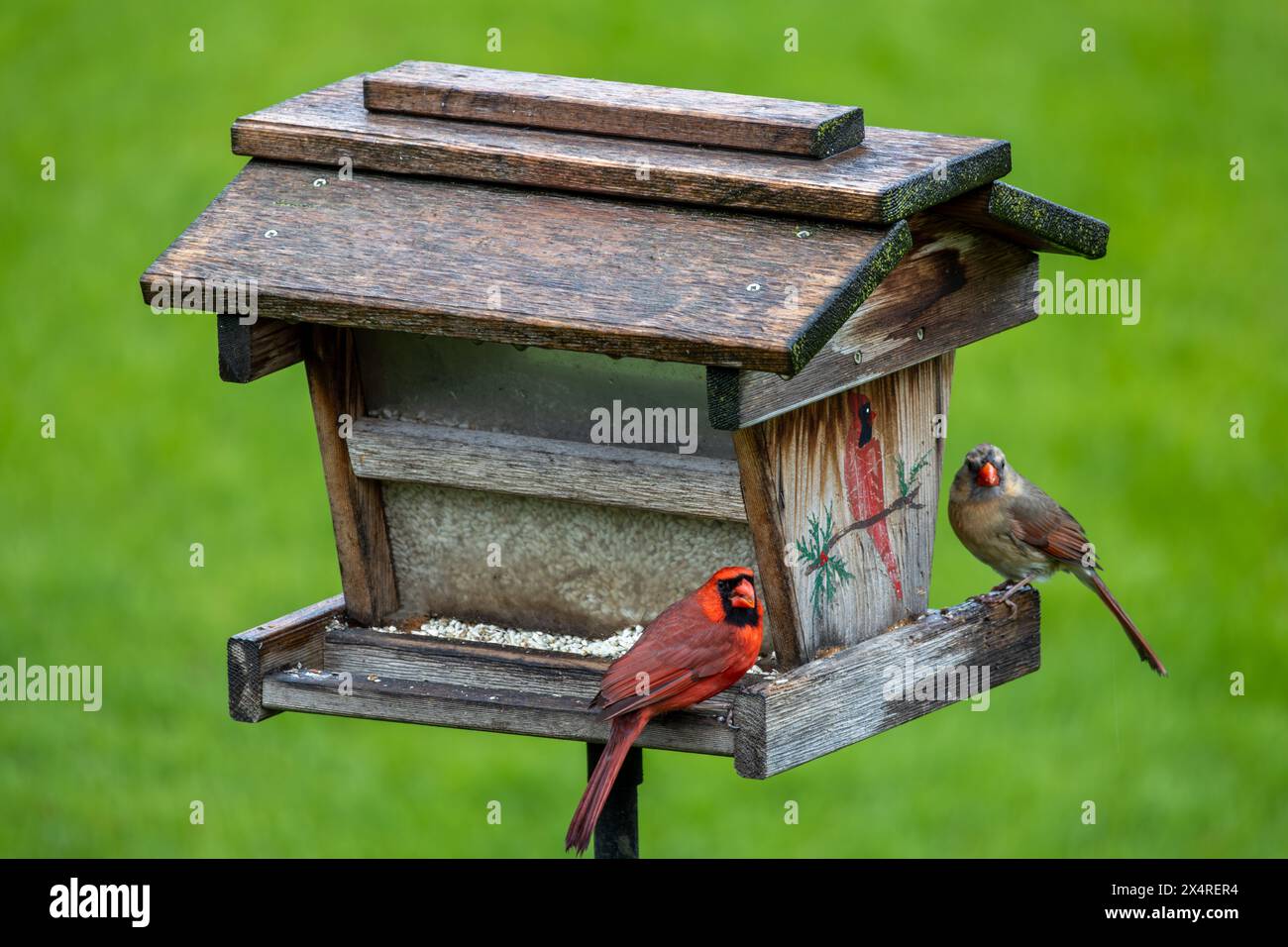 Vue rapprochée d'un cardinal mâle et femelle perché sur une mangeoire d'oiseau carthame, avec fond d'herbe verte défocalisée Banque D'Images