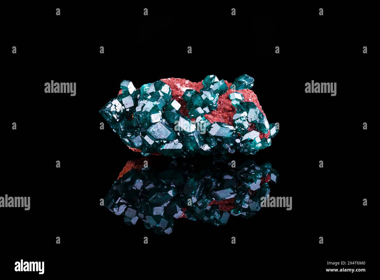 Cristaux de dioptase, du Congo. photographie isolée sur fond noir. macro gros plan brut brut brut non poli pierre précieuse semi-précieuse Banque D'Images