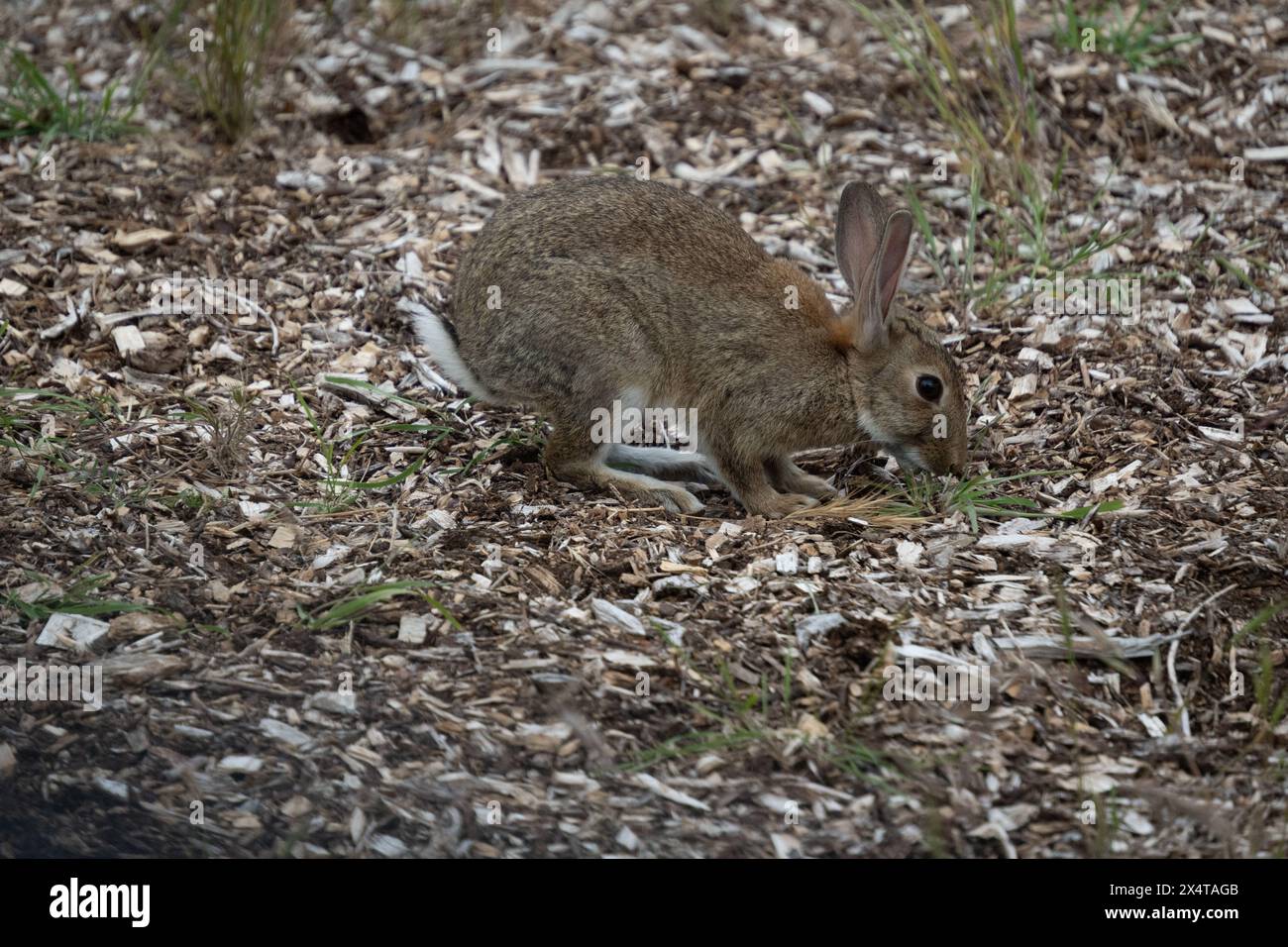 Lapin sauvage sur paillis de copeaux de bois mangeant de l'herbe. Les lapins sont un ravageur agricole et environnemental en Nouvelle-Zélande. Banque D'Images