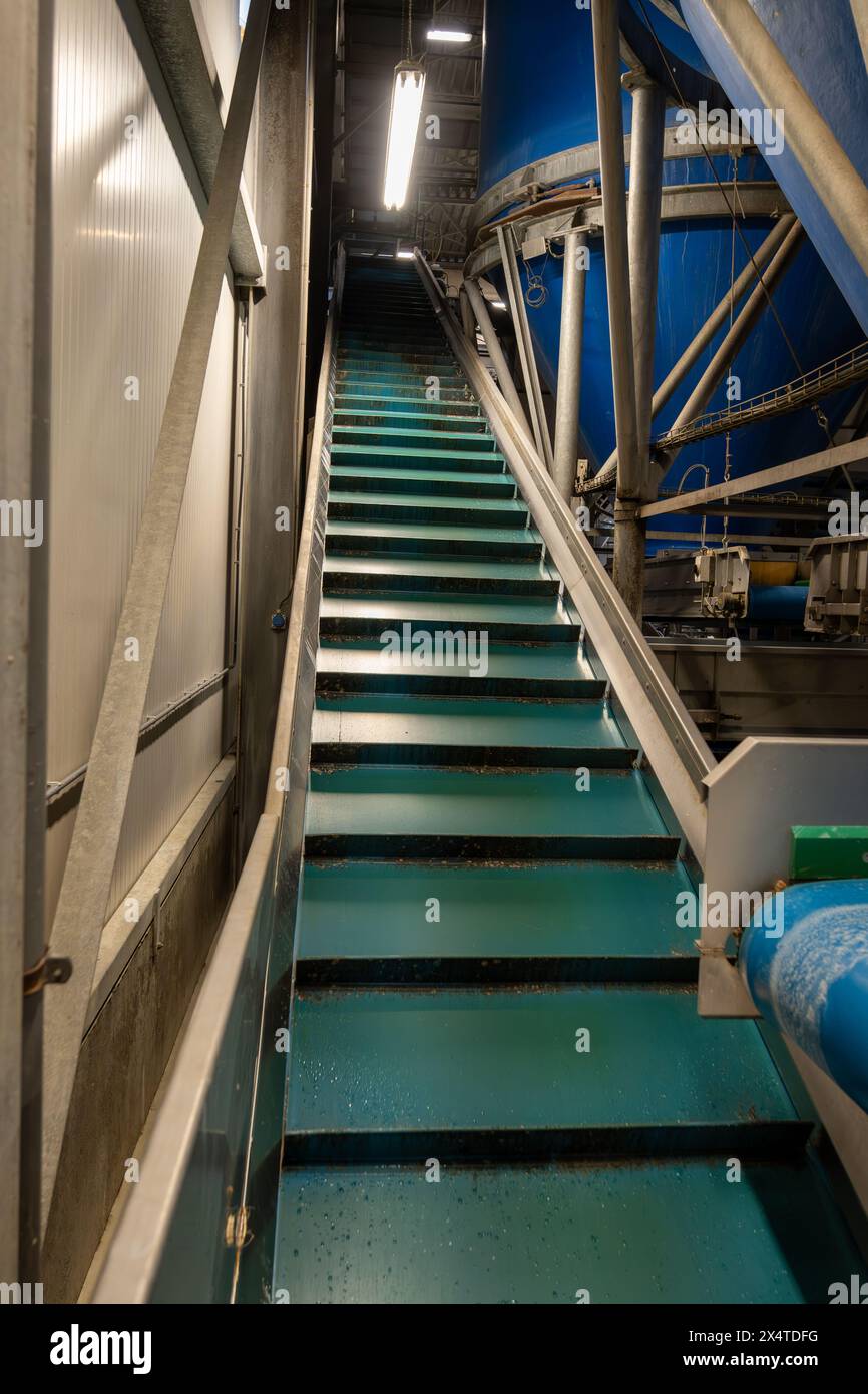Équipement de transformation des légumes frais après récolte, stockage, tri, lavage, coupe, emballage, agriculture aux pays-Bas Banque D'Images