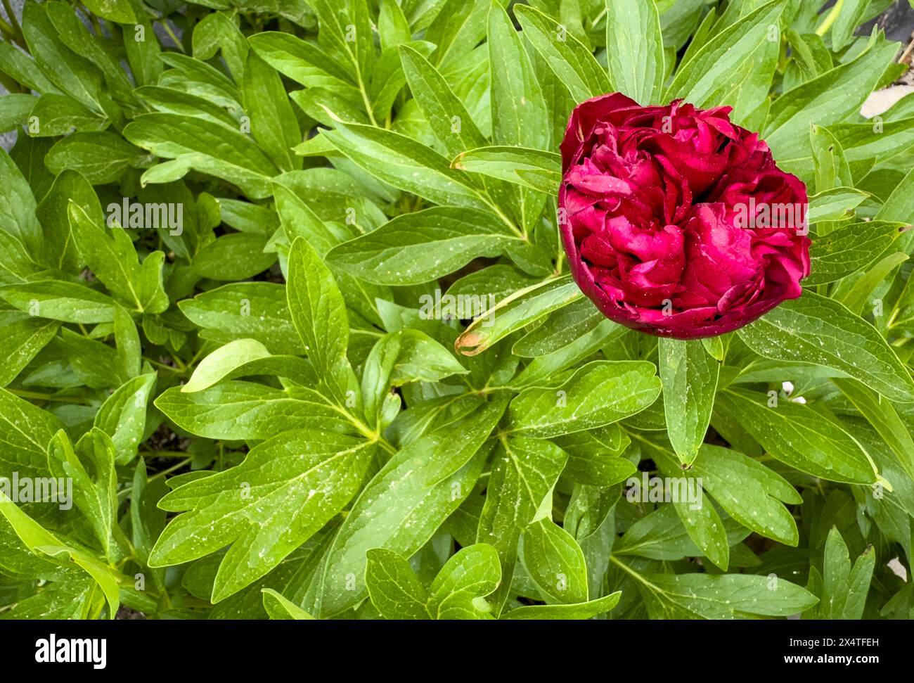 paeonia rouge s'est élevé dans le jardin Banque D'Images