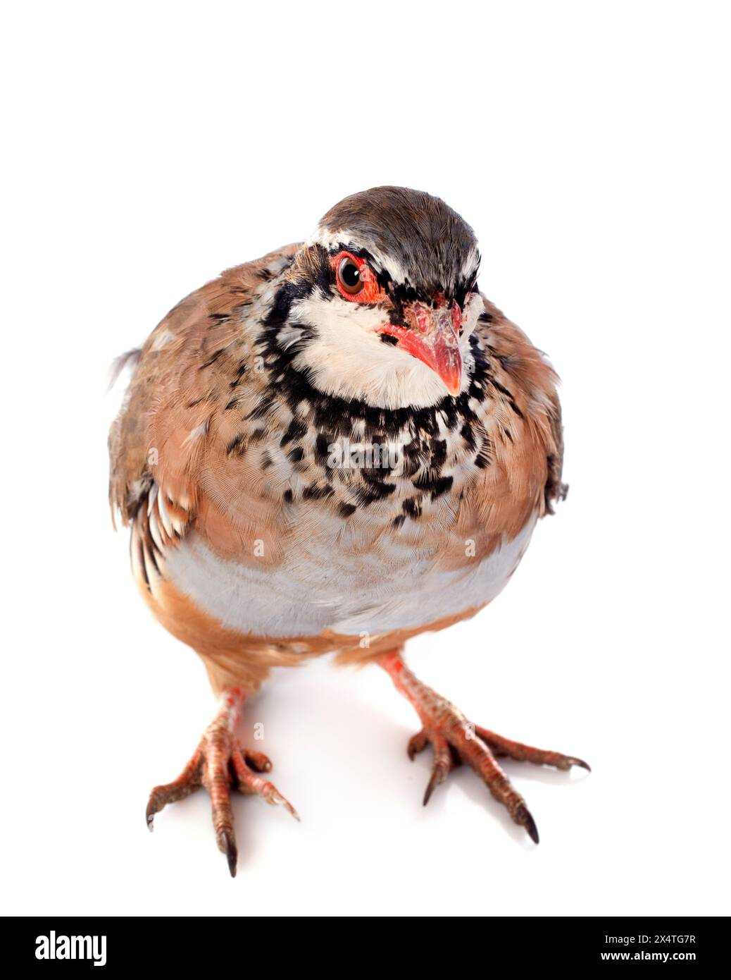 Red-legged Partridge, Français ou Alectoris rufa in front of white background Banque D'Images
