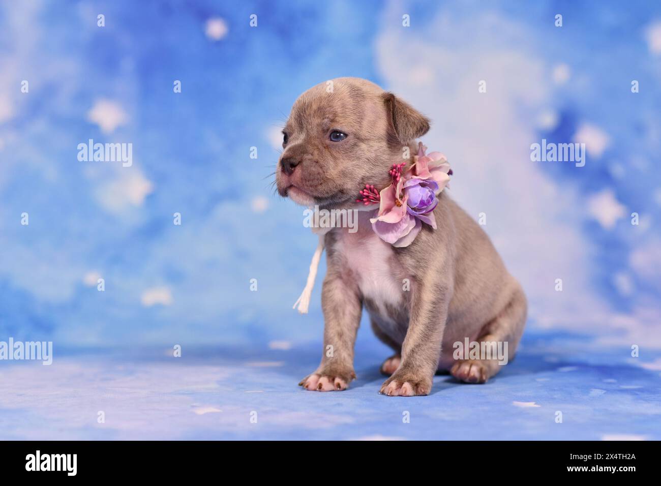 Quatre semaines jeune chiot bouledogue français Brindle lilac de race pure avec un long nez et une queue en bonne santé. Banque D'Images