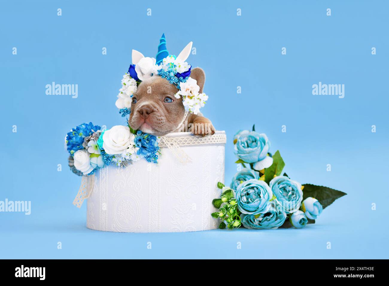 Chien Bulldog français chiot avec bandeau unicorn avec corne de peeking hors de la boîte avec fleurs sur fond bleu Banque D'Images
