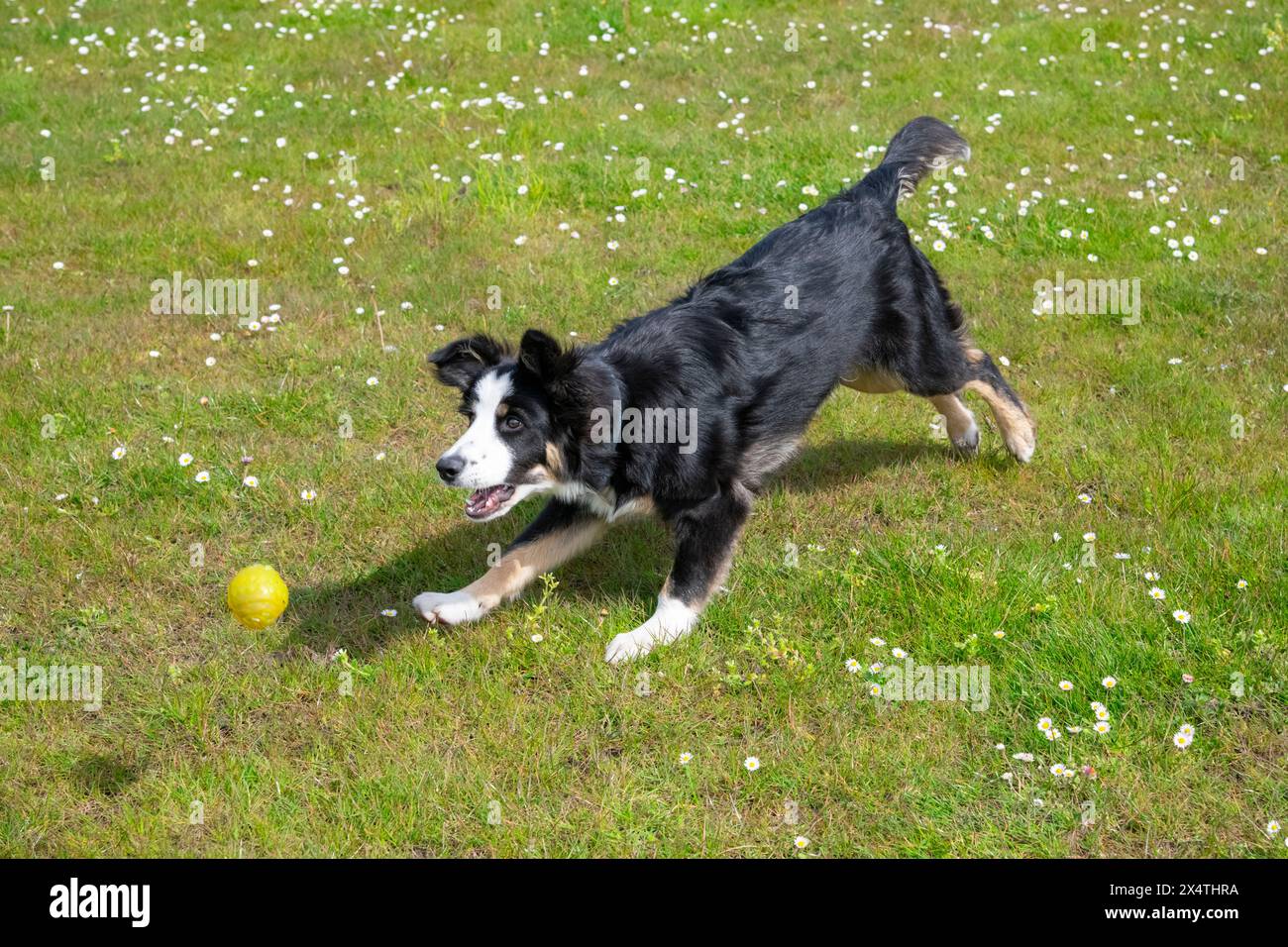 Jeune Tricolour Border Collie attrapant une balle jaune à l'extérieur dans un champ en plein soleil. Banque D'Images