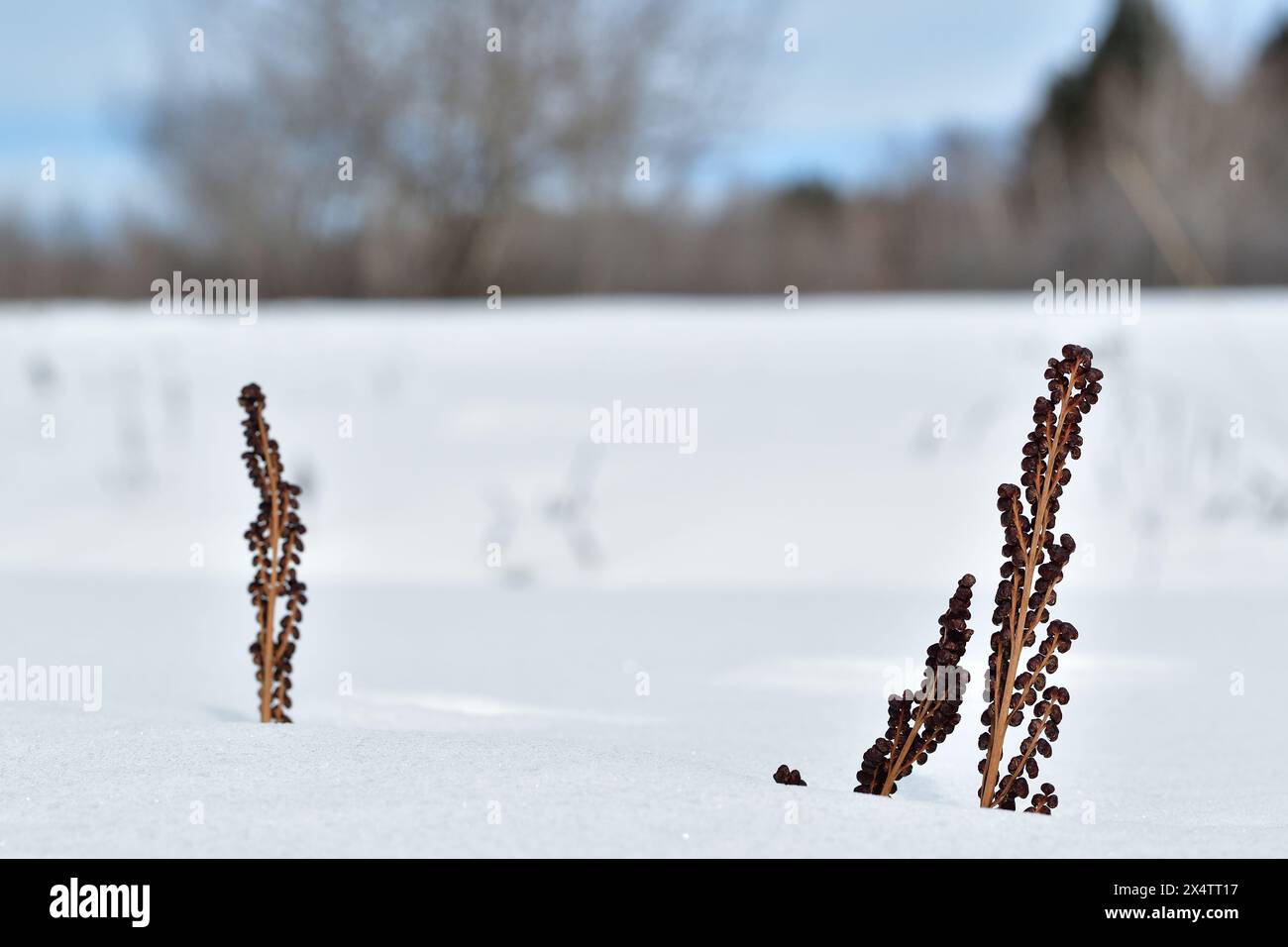 Perle sensible de fougère comme des graines séchées après un long hiver sur fond de neige Banque D'Images