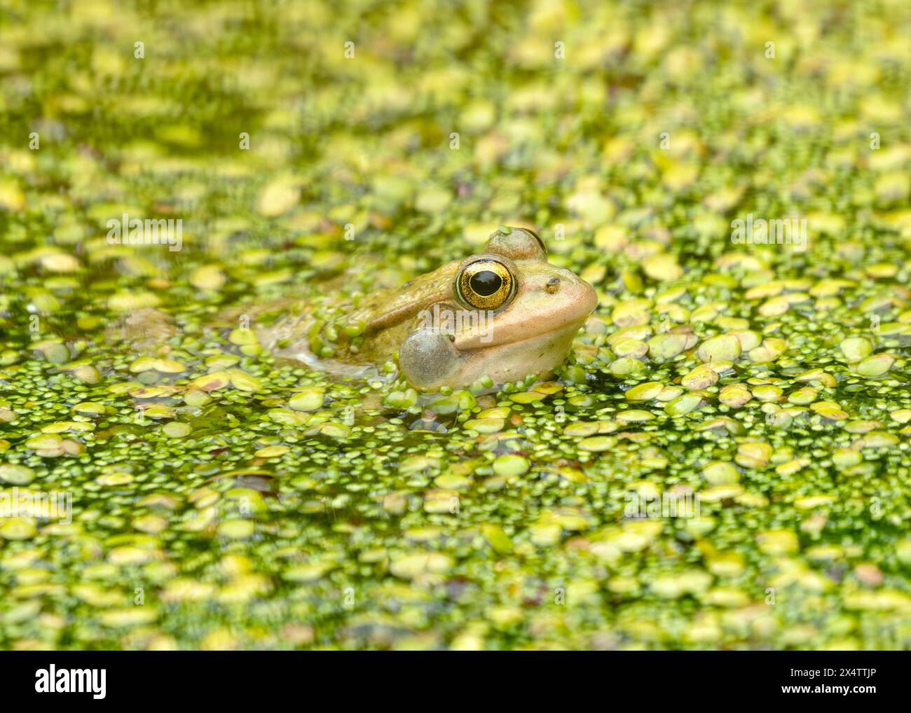 Grenouille chubby nommée d'après une poupée japonaise ronde. Trouvé dans les rizières de plaine et les étangs à travers le Japon, se régalant d'insectes. Banque D'Images