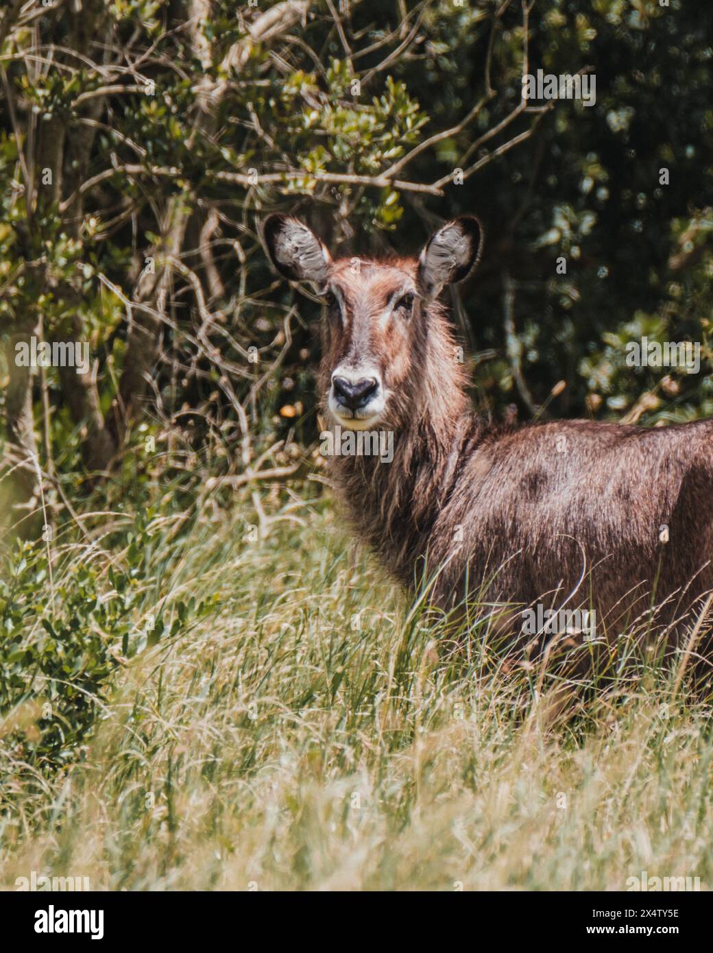 Waterbuck dans le feuillage dense Masai Mara Banque D'Images