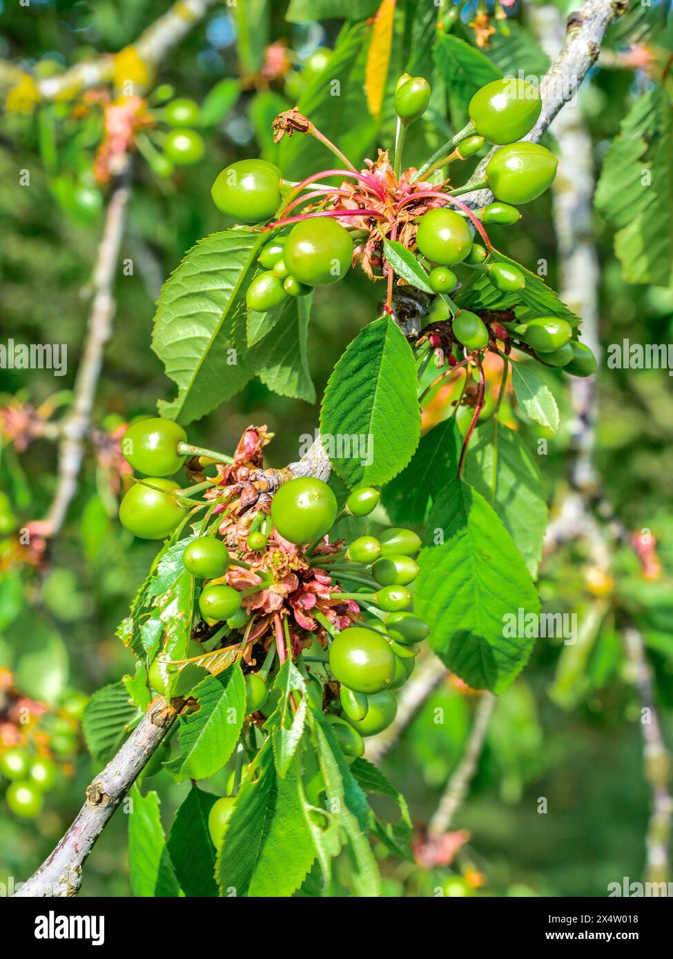 Cerises se formant sur la branche du cerisier (Prunus) - centre de la France. Banque D'Images