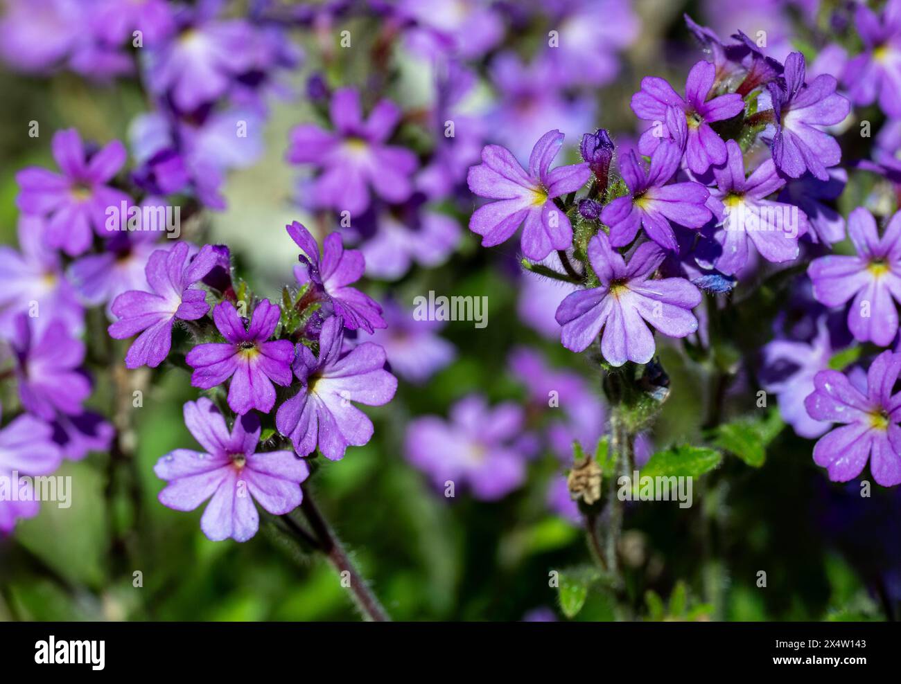 Le baume des Alpes (Erinus alpinus) est une herbe vivace originaire des montaines du sud de l'Europe et des montagnes d'Afrique du Nord. Banque D'Images