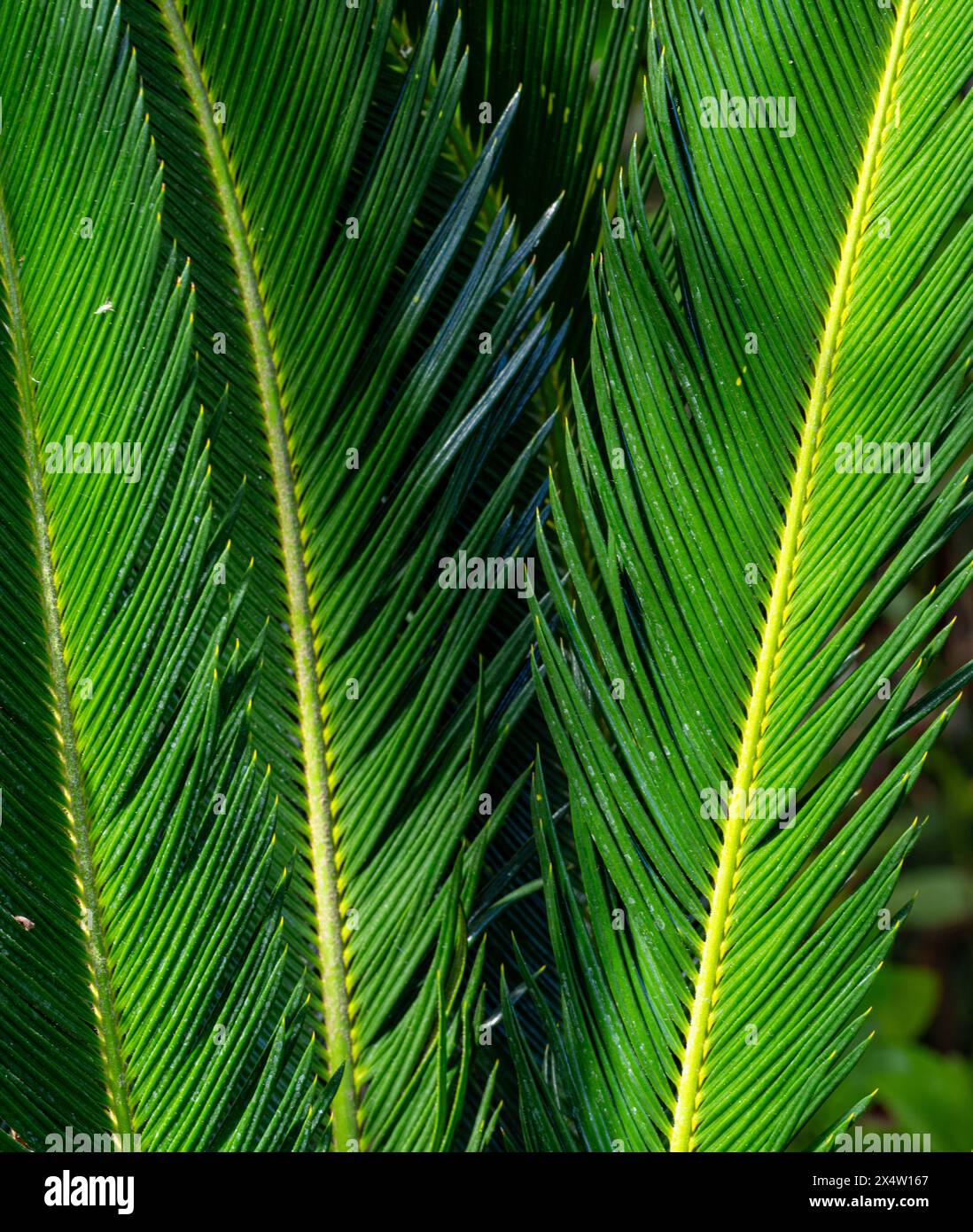 Sélectif sur les feuilles vertes fraîches d'un palmier sagou japonais (Cycas revoluta) Banque D'Images